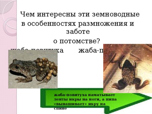  Чем интересны эти земноводные  в особенностях размножения и заботе о потомстве? жаба-повитуха жаба-пипа жаба-повитуха наматывает ленты икры на ноги, а пипа «вынашивает» икру на спине 