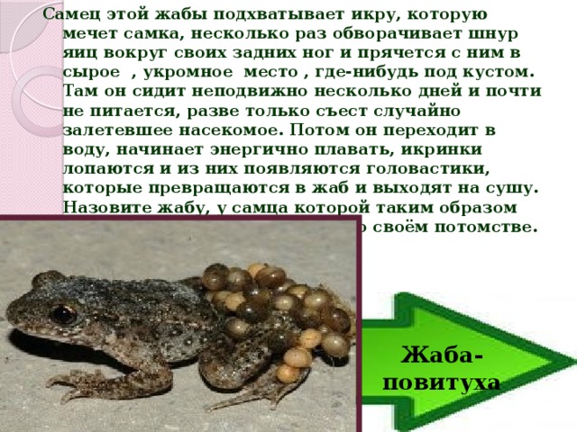 Самец этой жабы подхватывает икру, которую мечет самка, несколько раз обворачивает шнур яиц вокруг своих задних ног и прячется с ним в сырое , укромное место , где-нибудь под кустом. Там он сидит неподвижно несколько дней и почти не питается, разве только съест случайно залетевшее насекомое. Потом он переходит в воду, начинает энергично плавать, икринки лопаются и из них появляются головастики, которые превращаются в жаб и выходят на сушу. Назовите жабу, у самца которой таким образом проявляется инстинкт заботы о своём потомстве. Жаба-повитуха 
