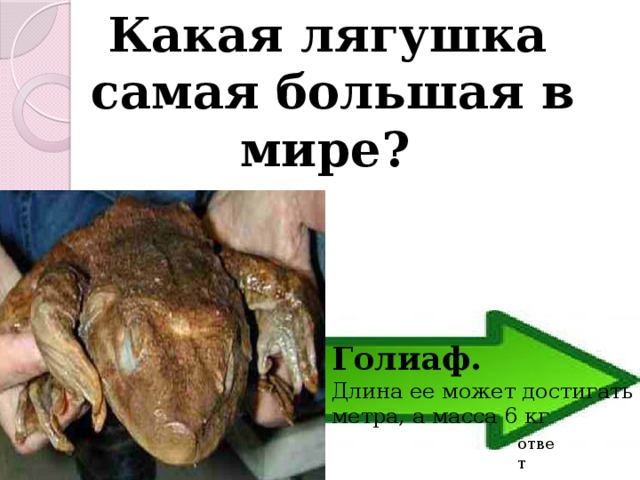  Какая лягушка самая большая в мире? Голиаф.  Длина ее может достигать метра, а масса 6 кг ответ 