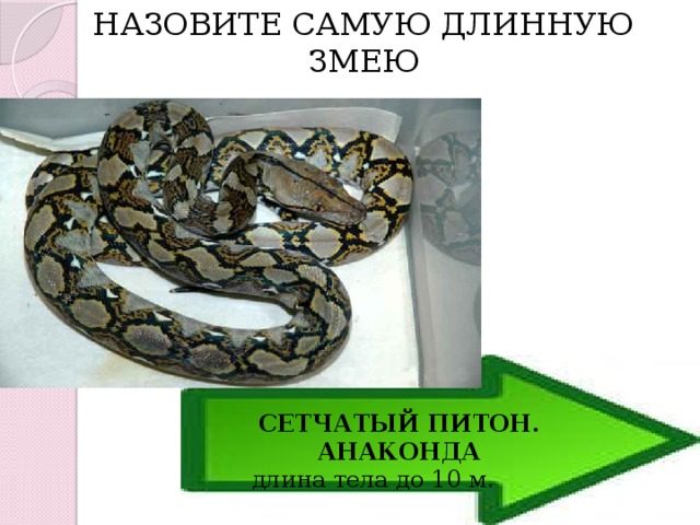  НАЗОВИТЕ САМУЮ ДЛИННУЮ ЗМЕЮ СЕТЧАТЫЙ ПИТОН. АНАКОНДА  длина тела до 10 м. 