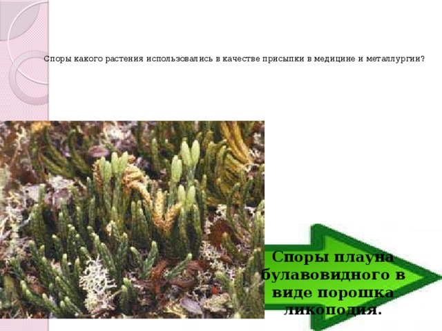  Споры какого растения использовались в качестве присыпки в медицине и металлургии? Споры плауна булавовидного в виде порошка ликоподия. 