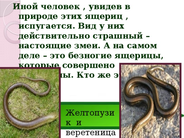 Иной человек , увидев в природе этих ящериц , испугается. Вид у них действительно страшный – настоящие змеи. А на самом деле – это безногие ящерицы, которые совершено безобидны. Кто же это? Желтопузик и веретеница 