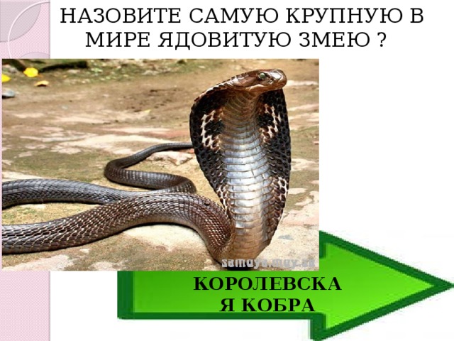  НАЗОВИТЕ САМУЮ КРУПНУЮ В МИРЕ ЯДОВИТУЮ ЗМЕЮ ? КОРОЛЕВСКАЯ КОБРА 