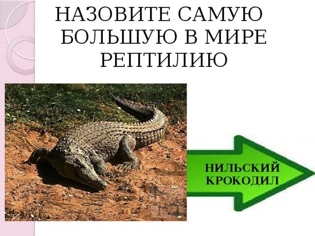 НАЗОВИТЕ САМУЮ БОЛЬШУЮ В МИРЕ РЕПТИЛИЮ НИЛЬСКИЙ КРОКОДИЛ 
