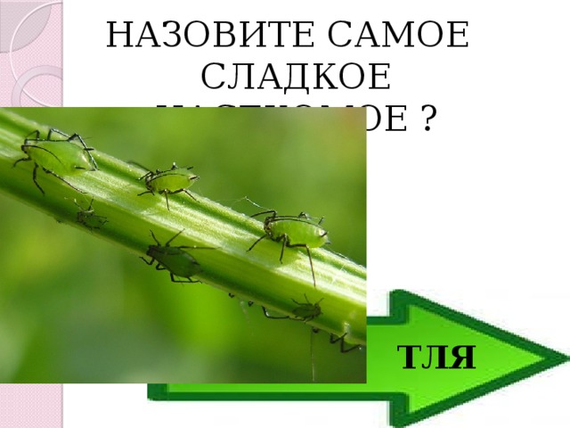 НАЗОВИТЕ САМОЕ СЛАДКОЕ НАСЕКОМОЕ ? ТЛЯ 