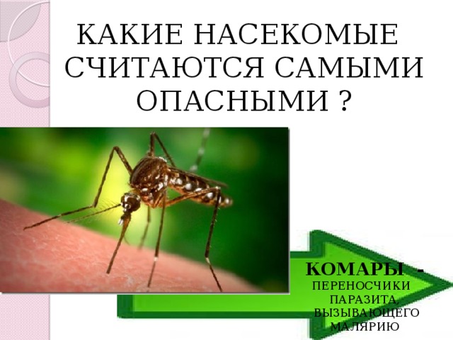 КАКИЕ НАСЕКОМЫЕ СЧИТАЮТСЯ САМЫМИ ОПАСНЫМИ ? КОМАРЫ -  ПЕРЕНОСЧИКИ ПАРАЗИТА,  ВЫЗЫВАЮЩЕГО МАЛЯРИЮ 