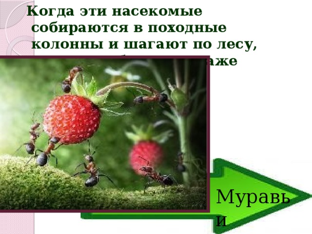  Когда эти насекомые собираются в походные колонны и шагают по лесу, спасается бегством даже ягуар. Муравьи 