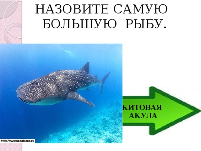 НАЗОВИТЕ САМУЮ БОЛЬШУЮ РЫБУ. КИТОВАЯ  АКУЛА 