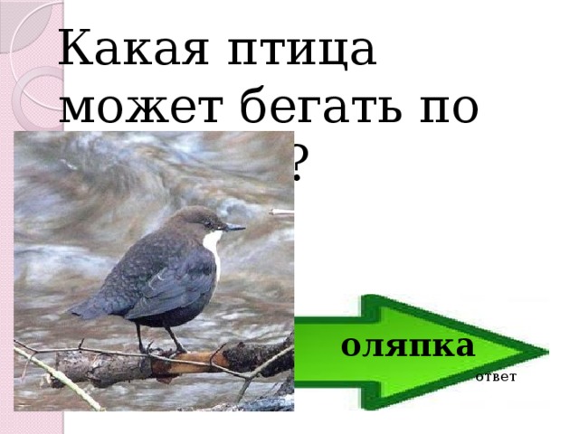  Какая птица может бегать по дну реки? оляпка ответ 