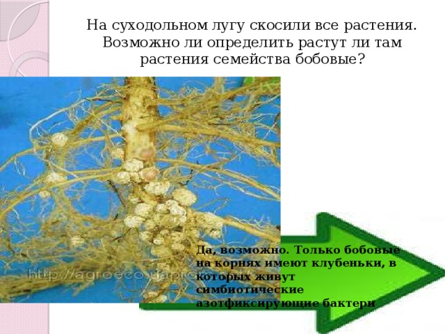 На суходольном лугу скосили все растения. Возможно ли определить растут ли там растения семейства бобовые? Да, возможно. Только бобовые на корнях имеют клубеньки, в которых живут симбиотические азотфиксирующие бактери 