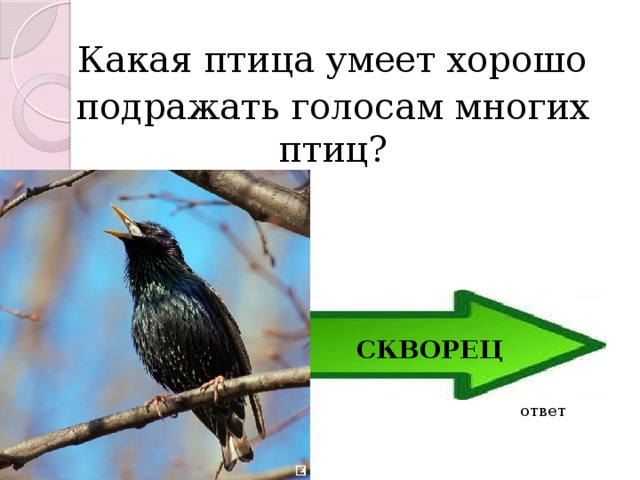  Какая птица умеет хорошо подражать голосам многих птиц? СКВОРЕЦ ответ 