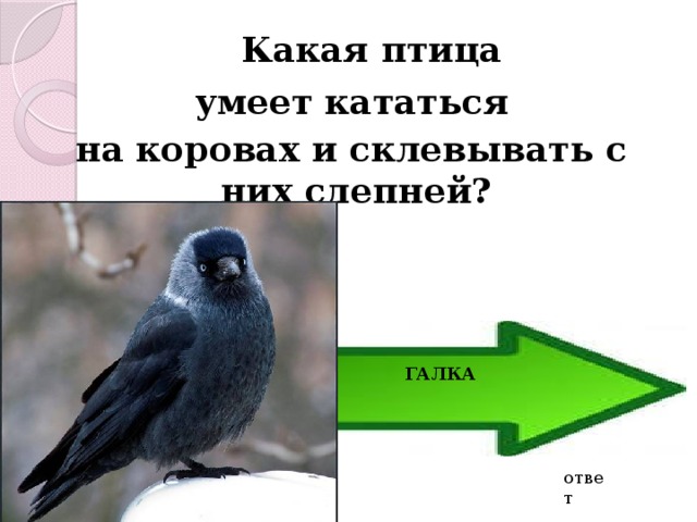  Какая птица  умеет кататься на коровах и склевывать с них слепней? ГАЛКА ответ 