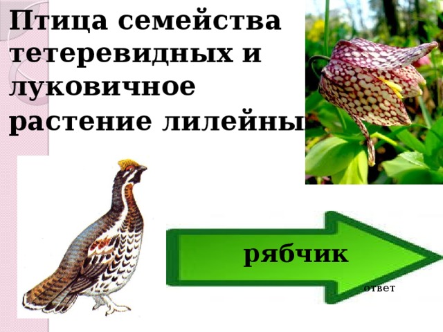 Птица семейства тетеревидных и луковичное растение лилейных  рябчик ответ 