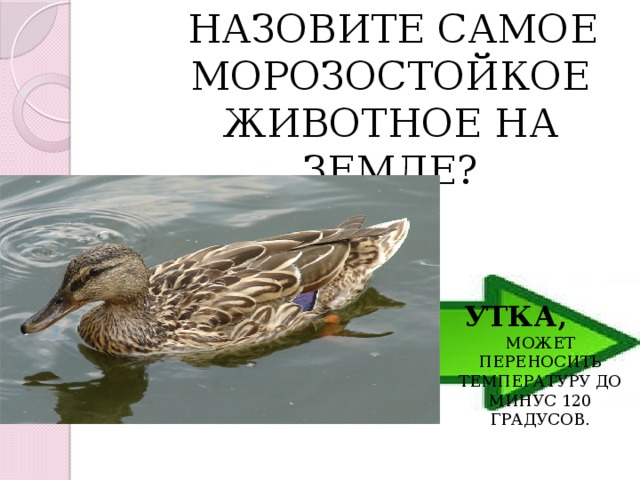  НАЗОВИТЕ САМОЕ МОРОЗОСТОЙКОЕ ЖИВОТНОЕ НА ЗЕМЛЕ? УТКА, МОЖЕТ ПЕРЕНОСИТЬ ТЕМПЕРАТУРУ ДО МИНУС 120 ГРАДУСОВ. 