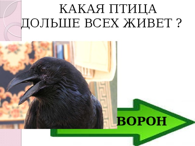  КАКАЯ ПТИЦА ДОЛЬШЕ ВСЕХ ЖИВЕТ ? ВОРОН 