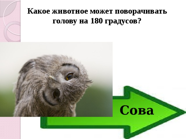 Какое животное может поворачивать голову на 180 градусов? Сова 