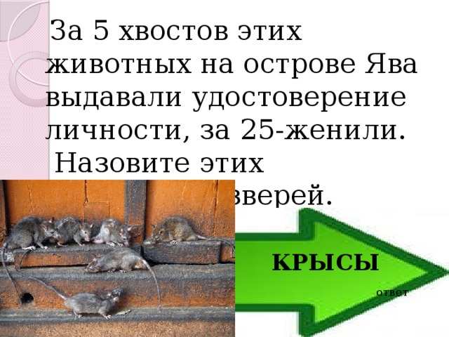  За 5 хвостов этих животных на острове Ява выдавали удостоверение личности, за 25-женили.  Назовите этих «полезных» зверей. КРЫСЫ ответ 