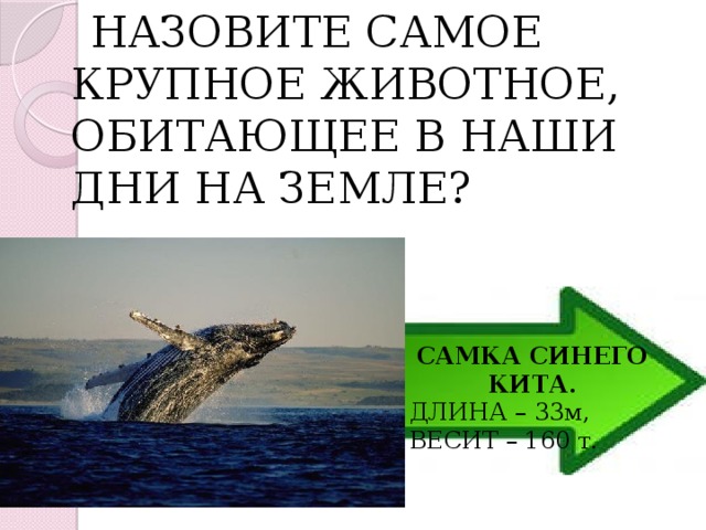  НАЗОВИТЕ САМОЕ КРУПНОЕ ЖИВОТНОЕ, ОБИТАЮЩЕЕ В НАШИ ДНИ НА ЗЕМЛЕ? САМКА СИНЕГО КИТА. ДЛИНА – 33м, ВЕСИТ – 160 т. 