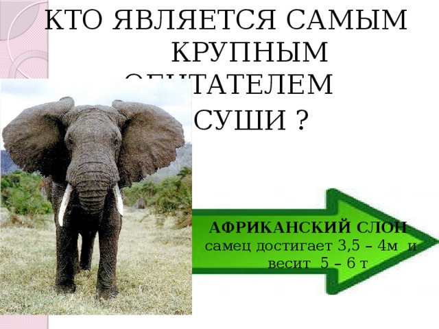  КТО ЯВЛЯЕТСЯ САМЫМ КРУПНЫМ ОБИТАТЕЛЕМ  СУШИ ? АФРИКАНСКИЙ СЛОН  самец достигает 3,5 – 4м и  весит 5 – 6 т 