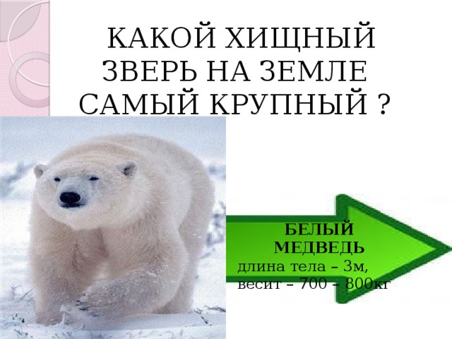  КАКОЙ ХИЩНЫЙ ЗВЕРЬ НА ЗЕМЛЕ САМЫЙ КРУПНЫЙ ? БЕЛЫЙ МЕДВЕДЬ длина тела – 3м, весит – 700 – 800кг 