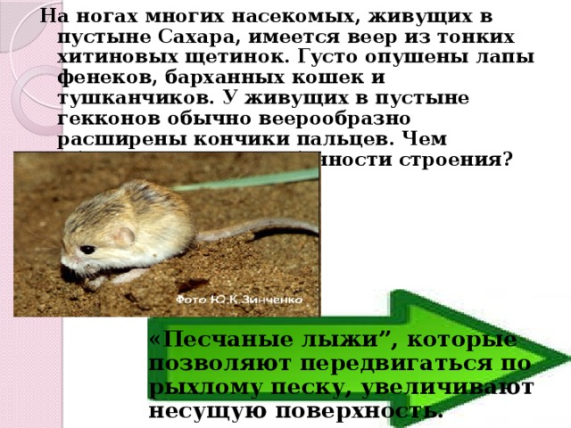 На ногах многих насекомых, живущих в пустыне Сахара, имеется веер из тонких хитиновых щетинок. Густо опушены лапы фенеков, барханных кошек и тушканчиков. У живущих в пустыне гекконов обычно веерообразно расширены кончики пальцев. Чем объяснить такие особенности строения?       «Песчаные лыжи”, которые позволяют передвигаться по рыхлому песку, увеличивают несущую поверхность.  
