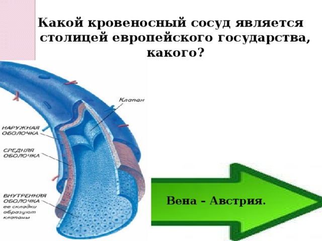 Какой кровеносный сосуд является столицей европейского государства, какого? Вена – Австрия. 