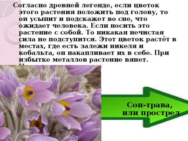 Согласно древней легенде, если цветок этого растения положить под голову, то он усыпит и подскажет во сне, что ожидает человека. Если носить это растение с собой. То никакая нечистая сила не подступится. Этот цветок растёт в местах, где есть залежи никеля и кобальта, он накапливает их в себе. При избытке металлов растение вянет. Назовите его        Сон-трава,  или прострел 