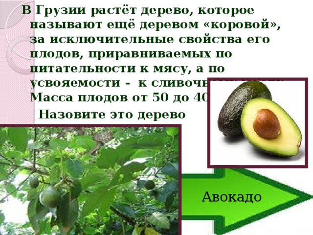 В Грузии растёт дерево, которое называют ещё деревом «коровой», за исключительные свойства его плодов, приравниваемых по питательности к мясу, а по усвояемости - к сливочному маслу. Масса плодов от 50 до 400 г.  Назовите это дерево      Авокадо 