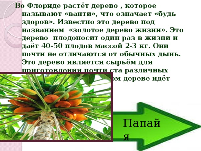 Во Флориде растёт дерево , которое называют «ванти», что означает «будь здоров». Известно это дерево под названием «золотое дерево жизни». Это дерево плодоносит один раз в жизни и даёт 40-50 плодов массой 2-3 кг. Они почти не отличаются от обычных дынь. Это дерево является сырьём для приготовления почти ста различных медпрепаратов. О каком дереве идёт речь? Папайя 