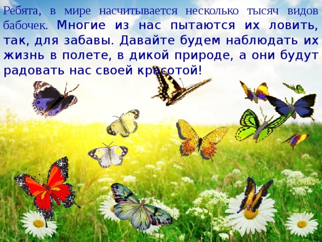 Ребята, в мире насчитывается несколько тысяч видов бабочек. Многие из нас пытаются их ловить, так, для забавы. Давайте будем наблюдать их жизнь в полете, в дикой природе, а они будут радовать нас своей красотой! 