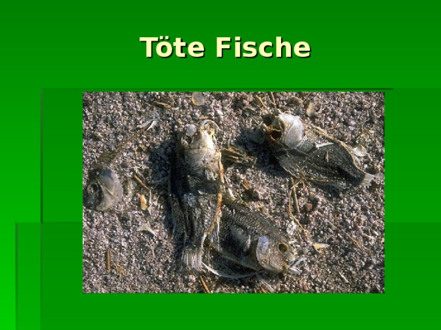 Töte Fische