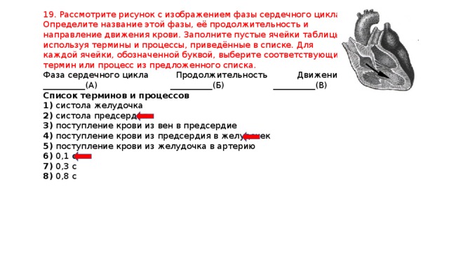 19. Рассмотрите рисунок с изображением фазы сердечного цикла. Определите название этой фазы, её продолжительность и направление движения крови. Заполните пустые ячейки таблицы, используя термины и процессы, приведённые в списке. Для каждой ячейки, обозначенной буквой, выберите соответствующий термин или процесс из предложенного списка. Фаза сердечного цикла Продолжительность Движение крови __________(А) __________(Б) __________(В) Список терминов и процессов 1) систола желудочка 2) систола предсердия 3) поступление крови из вен в предсердие 4) поступление крови из предсердия в желудочек 5) поступление крови из желудочка в артерию 6) 0,1 с 7) 0,3 с 8) 0,8 с 