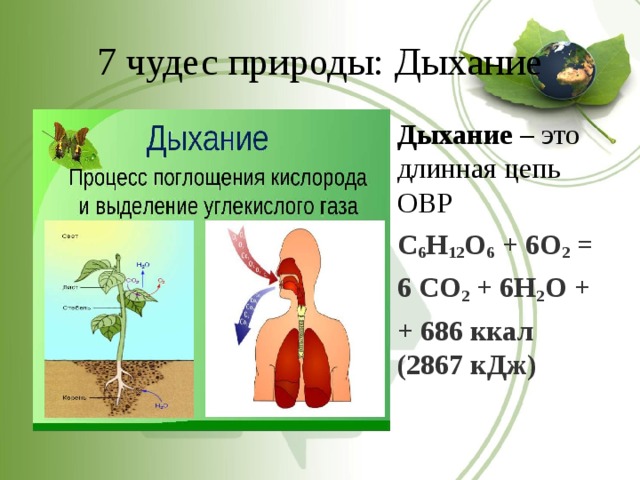 7 чудес природы: Дыхание Дыхание – это длинная цепь ОВР С 6 Н 12 О 6  + 6О 2  = 6 СО 2  + 6Н 2 О + + 686 ккал (2867 кДж) 