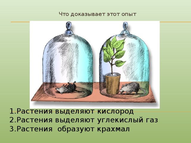 Что доказывает этот опыт Растения выделяют кислород Растения выделяют углекислый газ Растения образуют крахмал 