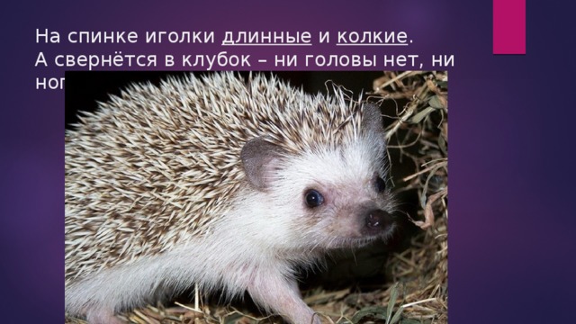 На спинке иголки длинные и колкие .  А свернётся в клубок – ни головы нет, ни ног! 
