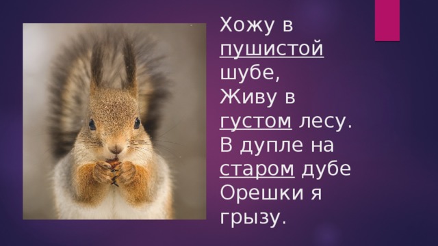Хожу в пушистой шубе,  Живу в густом лесу.  В дупле на старом дубе  Орешки я грызу. 