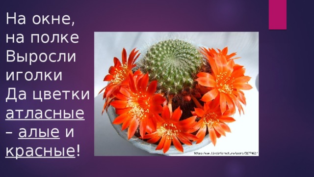 На окне, на полке Выросли иголки  Да цветки атласные – алые и красные ! 