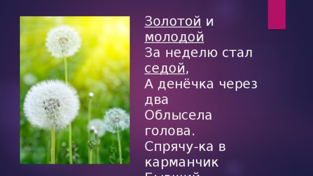 Золотой и молодой  За неделю стал седой ,  А денёчка через два  Облысела голова.  Спрячу-ка в карманчик  Бывший … 