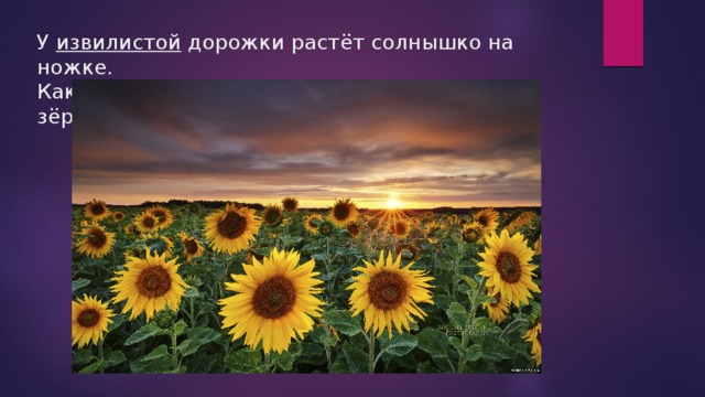 У извилистой дорожки растёт солнышко на ножке.  Как дозреет солнышко, будет горстка зёрнышек. 