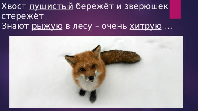 Хвост пушистый бережёт и зверюшек стережёт.  Знают рыжую в лесу – очень хитрую … 