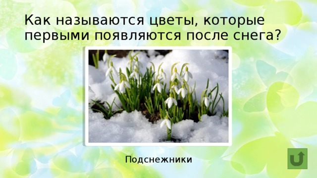 Как называются цветы, которые первыми появляются после снега? Подснежники 