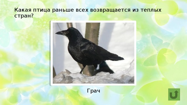 Какая птица раньше всех возвращается из теплых стран?   Грач 
