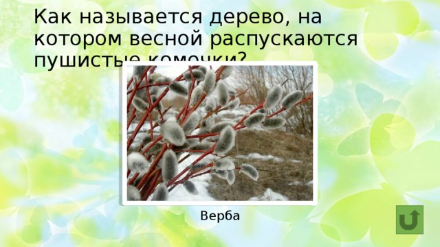 Как называется дерево, на котором весной распускаются пушистые комочки? Верба 