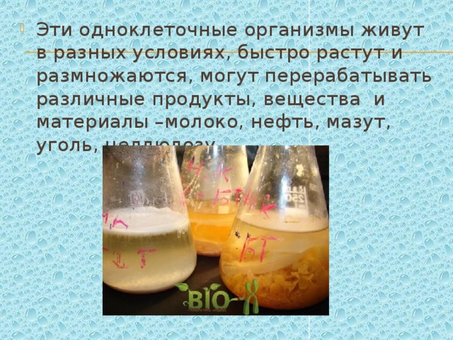 Эти одноклеточные организмы живут в разных условиях, быстро растут и размножаются, могут перерабатывать различные продукты, вещества и материалы –молоко, нефть, мазут, уголь, целлюлозу 