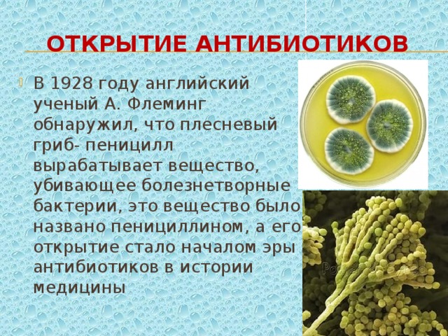 Открытие антибиотиков В 1928 году английский ученый А. Флеминг обнаружил, что плесневый гриб- пеницилл вырабатывает вещество, убивающее болезнетворные бактерии, это вещество было названо пенициллином, а его открытие стало началом эры антибиотиков в истории медицины 