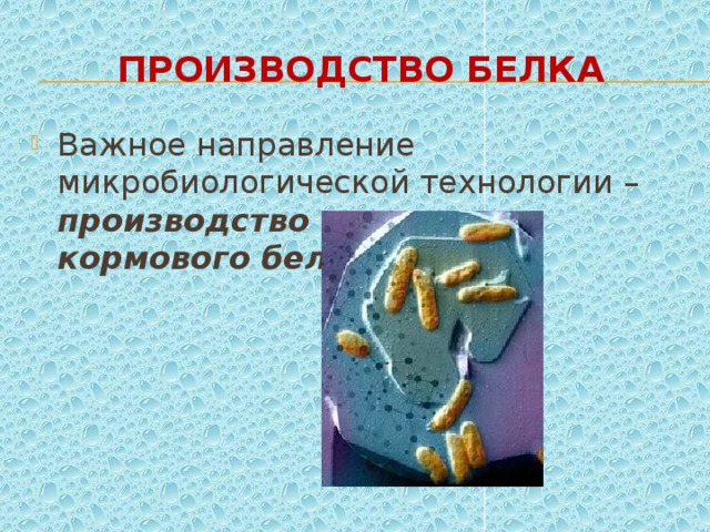 Производство белка Важное направление микробиологической технологии – производство пищевого и кормового белка 