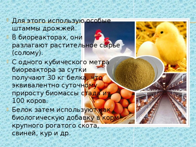 Для этого использую особые штаммы дрожжей. В биореакторах, они разлагают растительное сырье (солому). С одного кубического метра биореактора за сутки получают 30 кг белка, что эквивалентно суточному приросту биомассы стада из 100 коров. Белок затем используют как биологическую добавку в корм крупного рогатого скота, свиней, кур и др. 