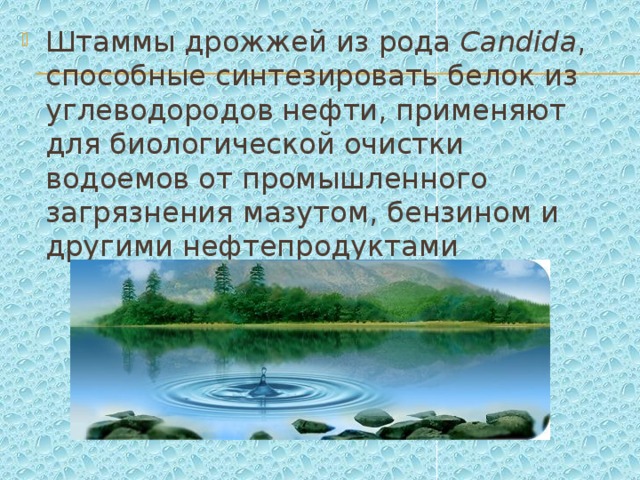 Штаммы дрожжей из рода Candida , способные синтезировать белок из углеводородов нефти, применяют для биологической очистки водоемов от промышленного загрязнения мазутом, бензином и другими нефтепродуктами 