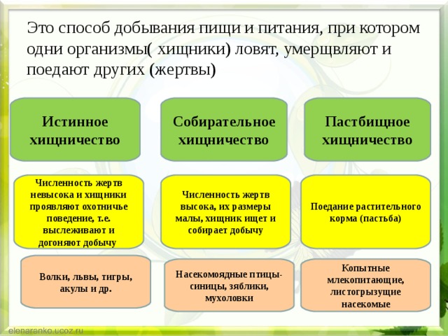 Это способ добывания пищи и питания, при котором одни организмы( хищники) ловят, умерщвляют и поедают других (жертвы) Истинное хищничество Собирательное хищничество Пастбищное хищничество Численность жертв невысока и хищники проявляют охотничье поведение, т.е. выслеживают и догоняют добычу Численность жертв высока, их размеры малы, хищник ищет и собирает добычу Поедание растительного корма (пастьба) Волки, львы, тигры, акулы и др. Насекомоядные птицы- синицы, зяблики, мухоловки Копытные млекопитающие, листогрызущие насекомые 