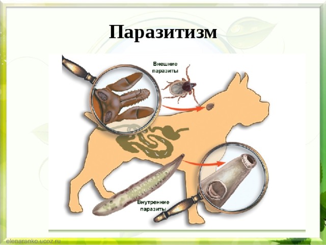 Паразитизм 